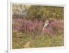 Girl Gathering Sticks in Kent Walks Through a Mass of Foxgloves-Helen Allingham-Framed Art Print