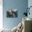 Girl Gazing Pensively Through Pane of Her Apartment Window, Grimly Reflects Image of Berlin Wall-Paul Schutzer-Mounted Photographic Print displayed on a wall