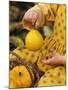 Girl Holding a Baby Pumpkin-Alena Hrbkova-Mounted Photographic Print