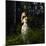 Girl in Fairy Forest-George Mayer-Mounted Photographic Print