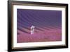 Girl in Lavender Field-Cora Niele-Framed Giclee Print