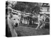 Girl Making Huge Bubbles with Soapy Solution and Large Ring in Yard-Stan Wayman-Stretched Canvas