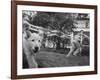 Girl Making Huge Bubbles with Soapy Solution and Large Ring in Yard-Stan Wayman-Framed Photographic Print