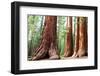 Girl on Giant Stump in Sequoia National Park in USA-Galyna Andrushko-Framed Photographic Print