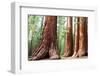 Girl on Giant Stump in Sequoia National Park in USA-Galyna Andrushko-Framed Photographic Print