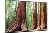 Girl on Giant Stump in Sequoia National Park in USA-Galyna Andrushko-Mounted Photographic Print