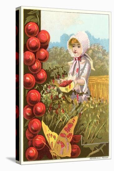 Girl Picking Cherries-null-Stretched Canvas