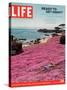 Girl Reading a Book on "Pink Magic Carpet" at Lovers Point Park, Pacific Grove, CA, June 24, 2005-Greg Miller-Stretched Canvas