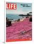 Girl Reading a Book on "Pink Magic Carpet" at Lovers Point Park, Pacific Grove, CA, June 24, 2005-Greg Miller-Framed Photographic Print