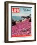 Girl Reading a Book on "Pink Magic Carpet" at Lovers Point Park, Pacific Grove, CA, June 24, 2005-Greg Miller-Framed Photographic Print