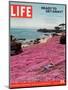 Girl Reading a Book on "Pink Magic Carpet" at Lovers Point Park, Pacific Grove, CA, June 24, 2005-Greg Miller-Mounted Photographic Print