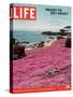 Girl Reading a Book on "Pink Magic Carpet" at Lovers Point Park, Pacific Grove, CA, June 24, 2005-Greg Miller-Stretched Canvas