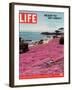 Girl Reading a Book on "Pink Magic Carpet" at Lovers Point Park, Pacific Grove, CA, June 24, 2005-Greg Miller-Framed Photographic Print