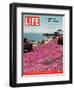 Girl Reading a Book on "Pink Magic Carpet" at Lovers Point Park, Pacific Grove, CA, June 24, 2005-Greg Miller-Framed Photographic Print