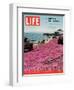 Girl Reading a Book on "Pink Magic Carpet" at Lovers Point Park, Pacific Grove, CA, June 24, 2005-Greg Miller-Framed Photographic Print