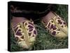 Girl's Embroidered Babouches (Slippers), Morocco-Merrill Images-Stretched Canvas