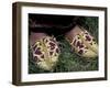 Girl's Embroidered Babouches (Slippers), Morocco-Merrill Images-Framed Premium Photographic Print