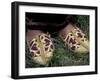 Girl's Embroidered Babouches (Slippers), Morocco-Merrill Images-Framed Premium Photographic Print