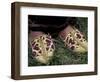 Girl's Embroidered Babouches (Slippers), Morocco-Merrill Images-Framed Photographic Print