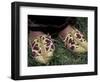 Girl's Embroidered Babouches (Slippers), Morocco-Merrill Images-Framed Photographic Print