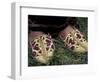 Girl's Embroidered Babouches (Slippers), Morocco-Merrill Images-Framed Photographic Print