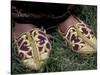 Girl's Embroidered Babouches (Slippers), Morocco-Merrill Images-Stretched Canvas