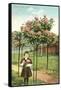 Girl Standing by Rose Trees, Portland, Oregon-null-Framed Stretched Canvas