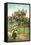 Girl Standing by Rose Trees, Portland, Oregon-null-Framed Stretched Canvas