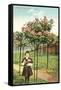 Girl Standing by Rose Trees, Portland, Oregon-null-Framed Stretched Canvas