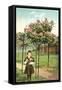Girl Standing by Rose Trees, Portland, Oregon-null-Framed Stretched Canvas