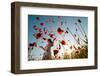 Girl Stands in Poppy Field-ongap-Framed Photographic Print