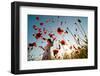 Girl Stands in Poppy Field-ongap-Framed Photographic Print