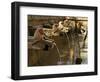 Girl Takes a Drink from the Water Spouts in a Temple Courtyard at Godavari in the Kathmandu Valley-Don Smith-Framed Photographic Print