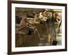 Girl Takes a Drink from the Water Spouts in a Temple Courtyard at Godavari in the Kathmandu Valley-Don Smith-Framed Photographic Print