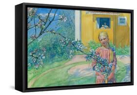 Girl with Apple Blossom, 1914-Carl Larsson-Framed Stretched Canvas