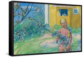 Girl with Apple Blossom, 1914-Carl Larsson-Framed Stretched Canvas