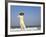 Girl with Conical Hat on the Beach, Vietnam-Keren Su-Framed Photographic Print