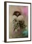 Girl with Muff-null-Framed Photographic Print