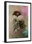 Girl with Muff-null-Framed Photographic Print