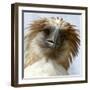 Girlie-null-Framed Photographic Print