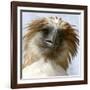 Girlie-null-Framed Photographic Print