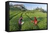 Girls Collecting Tea in Field in Rize, Black Sea Region of Turkey-Ali Kabas-Framed Stretched Canvas