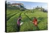 Girls Collecting Tea in Field in Rize, Black Sea Region of Turkey-Ali Kabas-Stretched Canvas