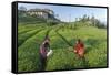 Girls Collecting Tea in Field in Rize, Black Sea Region of Turkey-Ali Kabas-Framed Stretched Canvas