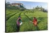 Girls Collecting Tea in Field in Rize, Black Sea Region of Turkey-Ali Kabas-Stretched Canvas