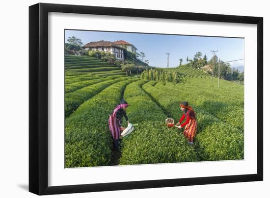 Girls Collecting Tea in Field in Rize, Black Sea Region of Turkey-Ali Kabas-Framed Photographic Print