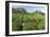 Girls Collecting Tea in Field in Rize, Black Sea Region of Turkey-Ali Kabas-Framed Photographic Print