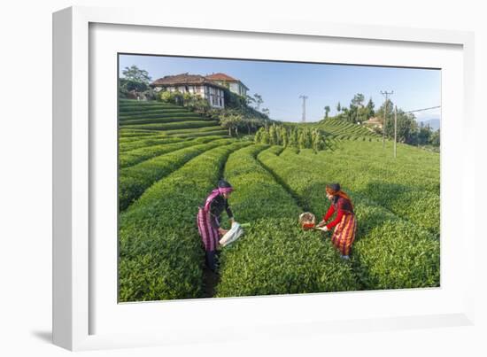 Girls Collecting Tea in Field in Rize, Black Sea Region of Turkey-Ali Kabas-Framed Photographic Print