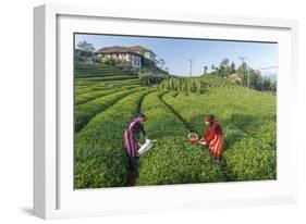 Girls Collecting Tea in Field in Rize, Black Sea Region of Turkey-Ali Kabas-Framed Photographic Print