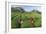 Girls Collecting Tea in Field in Rize, Black Sea Region of Turkey-Ali Kabas-Framed Photographic Print